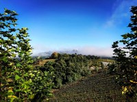 Amanhecer gelado e com cerração em Monte Belo do Sul