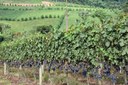 Criação da Zona Franca da Uva e do Vinho volta ao debate neste domingo no Spa do Vinho
